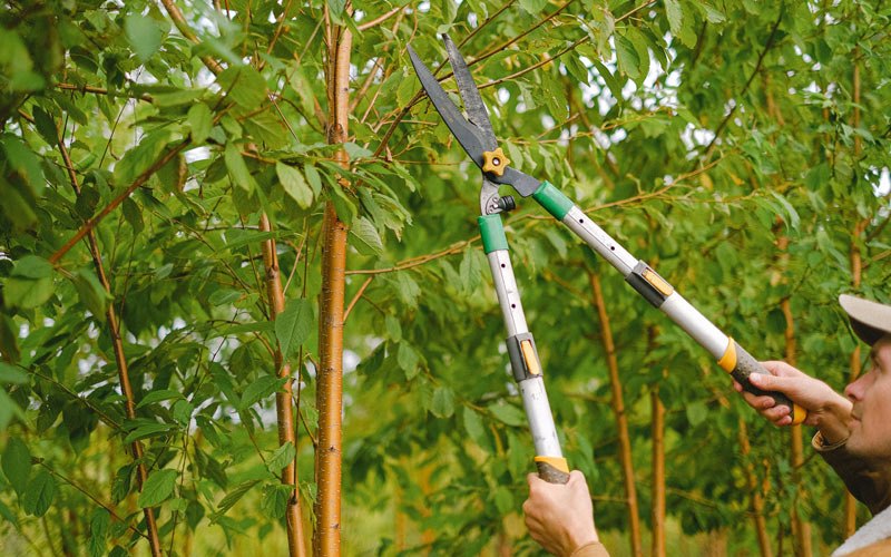 Tree trimming in Stuart, IA