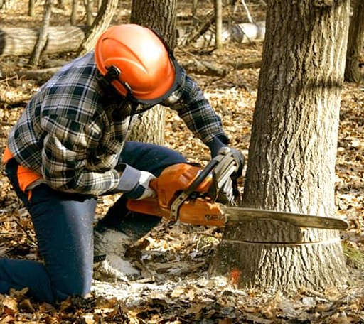 Tree Removal in Stuart, IA